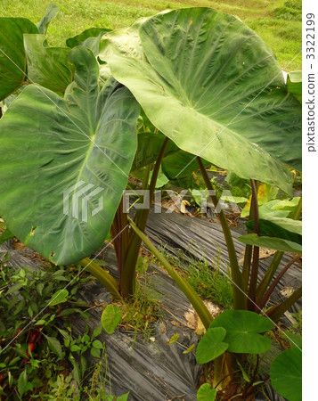 Taro leaf 5 3322199