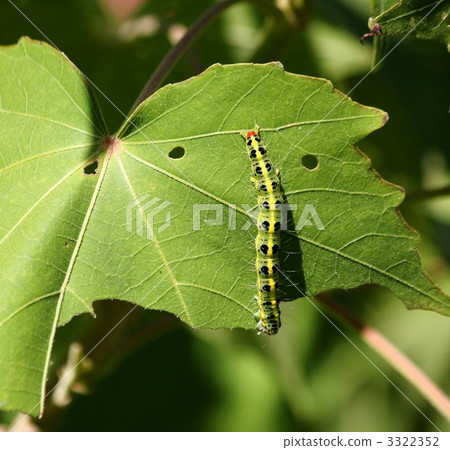 Larva of Phalaenopsis 3322352