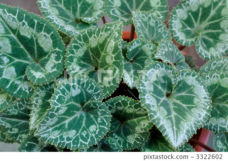 Cyclamen leaves 3322602