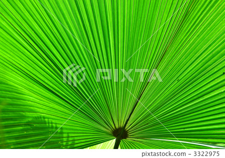 扇形灌木葉 扇形灌木葉 3322975