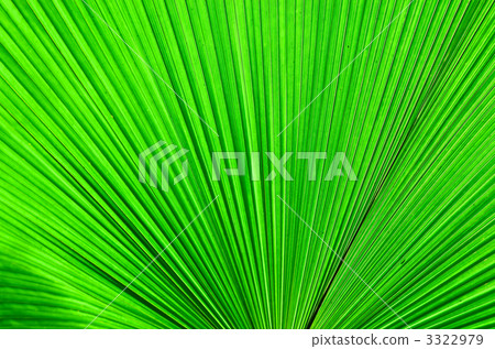 扇形灌木葉 3322979