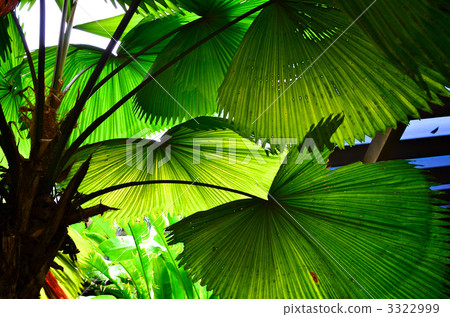 Fan shaped shrub leaves Fan shaped shrub leaves 3322999
