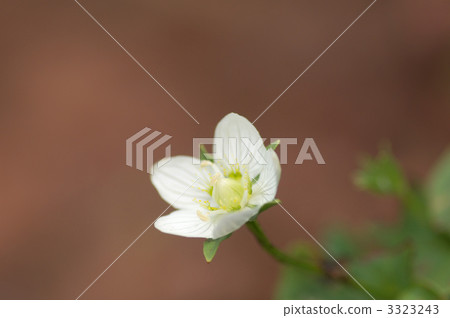 Umebachisou在紅色土壤開花 3323243