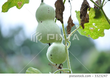 Sennariari葫蘆 3323247