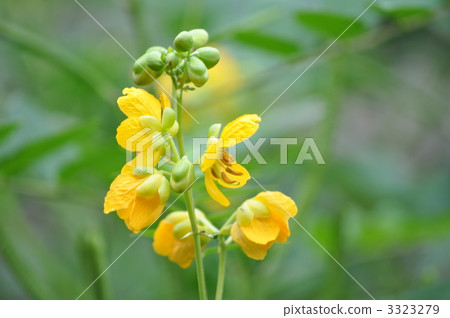Horsetail Horsetail 3323279