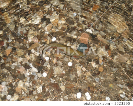 fish, fishes, rainbow trout 3323390