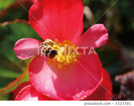 Wild begonia 3323391