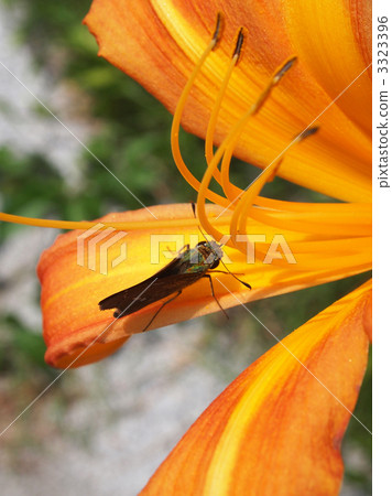 Hamakanzou和Ichimon dyseri 3323396