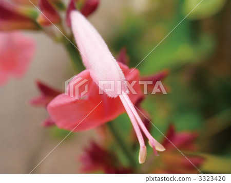 Salvia·Cocinea 3323420