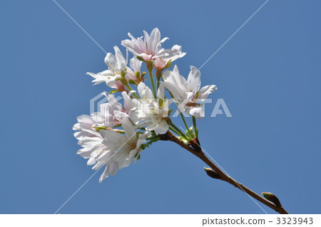 October cherry blossoms in the blue sky 3323943