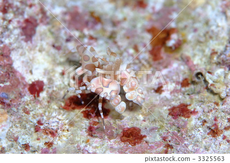 Horse deep-fried Horse deep-fried 3325563