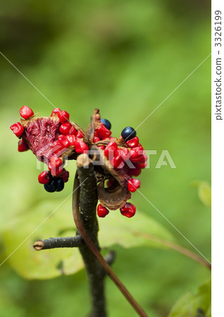 Yama peonies seeds 3326199