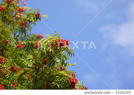 A blue sky and a red fruit of a nanakamado 3326205