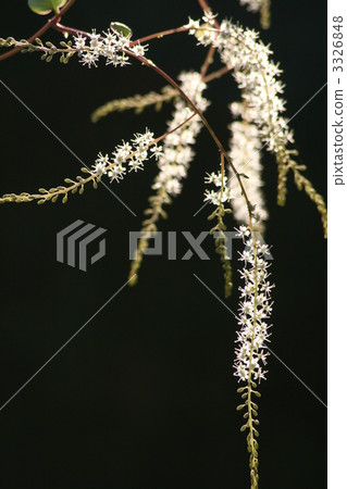 Okawakame Flower 3326848