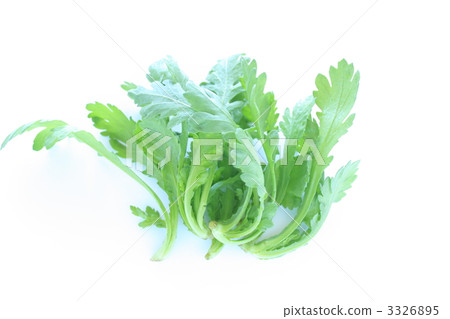 Salad wild chrysanthemum 3326895