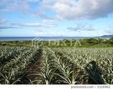 My shadow in the pineapple field 3326962