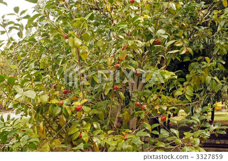 Yabutsubaki fruit 3327859