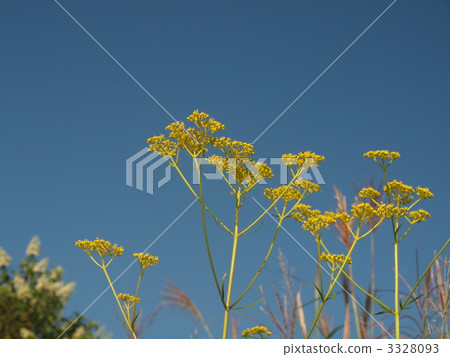 blue sky and ominaeshi, patrinia, patrinia scabiosifolium 3328093
