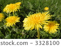 Normandy dandelions 3328100