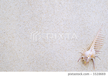 貝殼 維那斯骨螺 骨螺 3328669