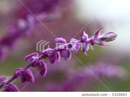 Amethyst Sage flowers Amethyst Sage flowers 3328683