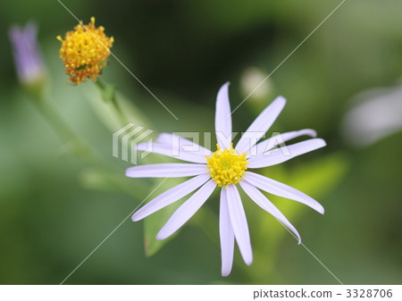 Light purple eelgrass Light purple eelgrass 3328706