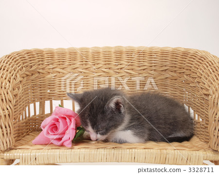 Rose flowers and kitten Rose flowers and kitten 3328711