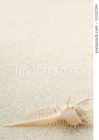 貝殼 維那斯骨螺 骨螺 3328784