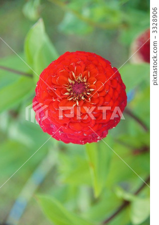 Dahlia 3328906