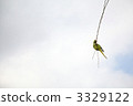 A parakeet sticking to a branch 3329122
