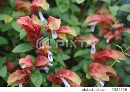 小蝦花 小蝦花 3329636