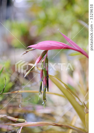 Bilbergia Nutance 3329638