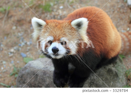 小熊貓 小熊貓 3329784