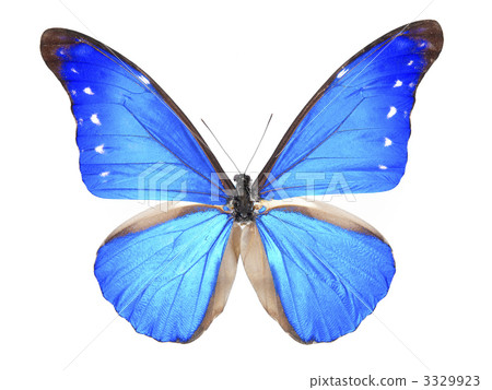 Morpho蝴蝶 3329923