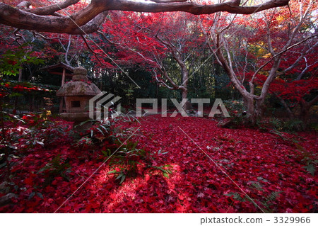 maple, yellow leafe, enrian temple 3329966