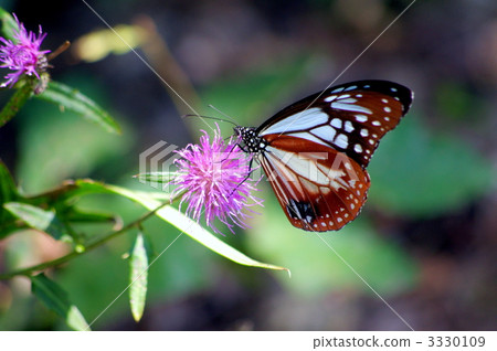 butterfly, butterflies, chestnut tiger butterfly 3330109