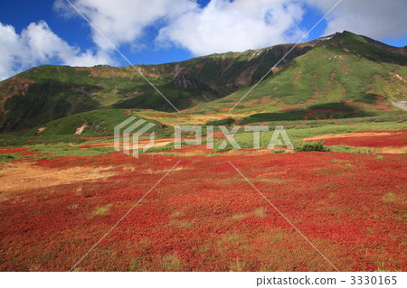 秋葉和Tomium dake Tailgraph 秋葉和Tomium dake Tailgraph 3330165