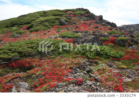 Kanpei天文台附近的Urushima杜鵑花 3330174