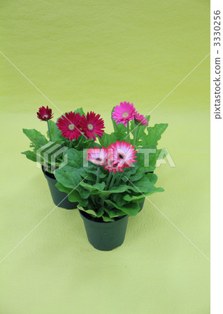 非洲菊 花道 插花 3330256