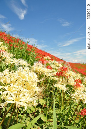 A cluster amaryllis along the arrow Katsukawa A cluster amaryllis along the arrow Katsukawa 3330340