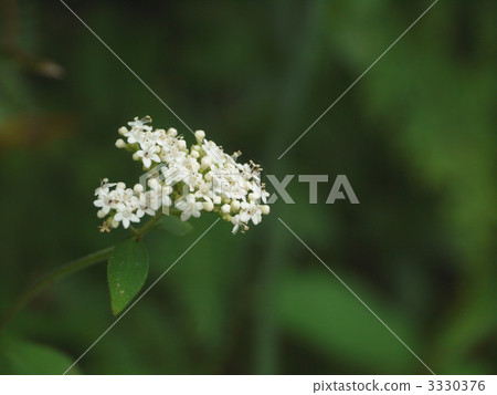 Blooming flower 3330376