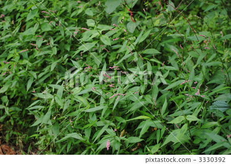 persicaria longisetum, botanic, botanical 3330392