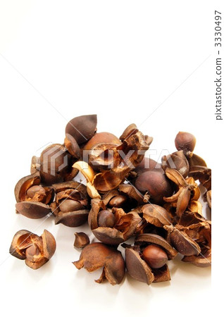 camellia seed, shell, many 3330497