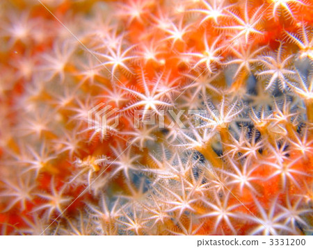 Goat Underwater Polyp Kerama islands 3331200