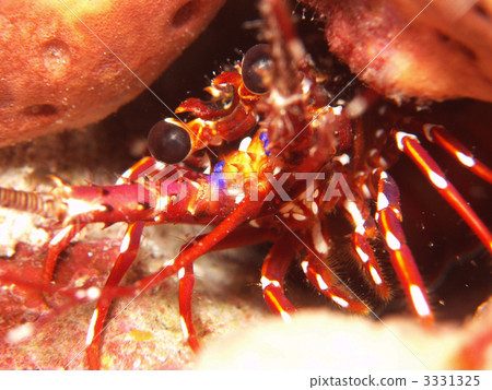 Shrimp Shrimp Shrimp Kerama island Okinawa 3331325