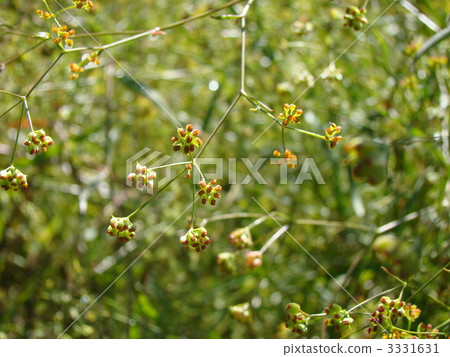 三島Sayko 三島Sayko 3331631