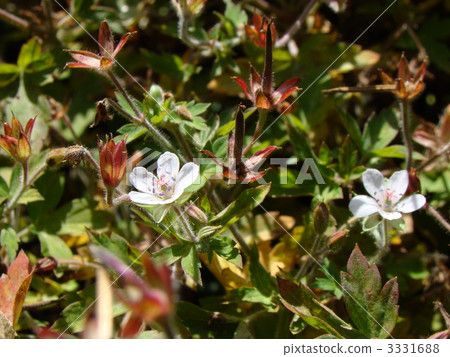 Geranium thunbergii 3331688