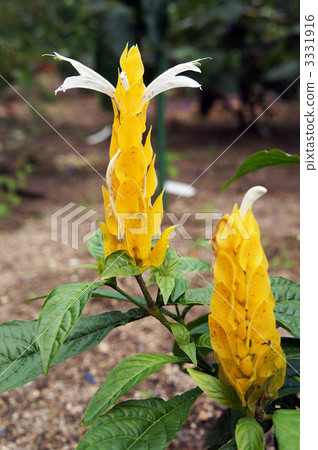 金苞花 金苞花 3331916