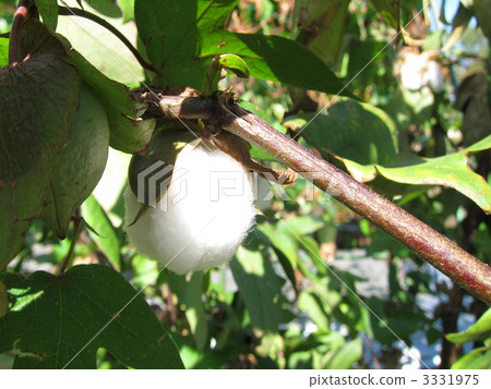 Cotton 3331975