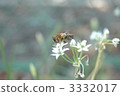 Flowers and bees 3332017